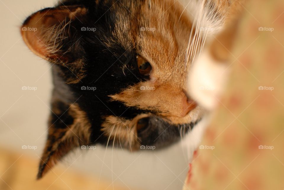 Curious Marley. Fixated Curious Cat