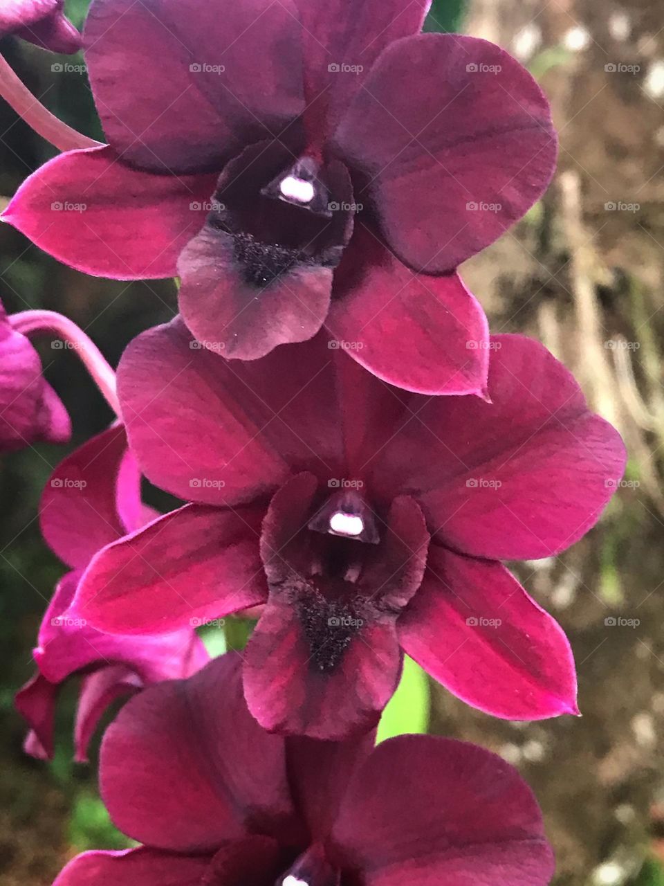 Orchids 