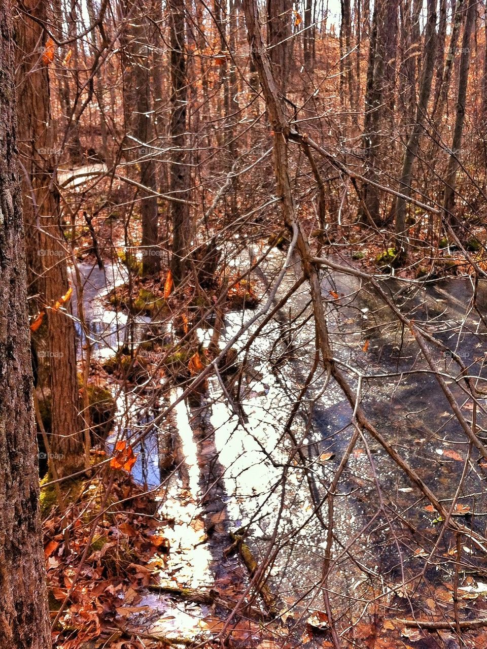 Dinosaur State Park, CT