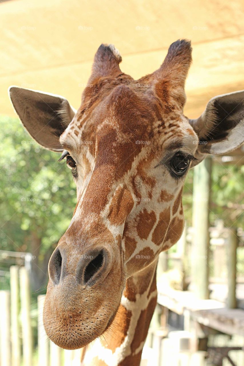 Up close and personal with a giraffe 