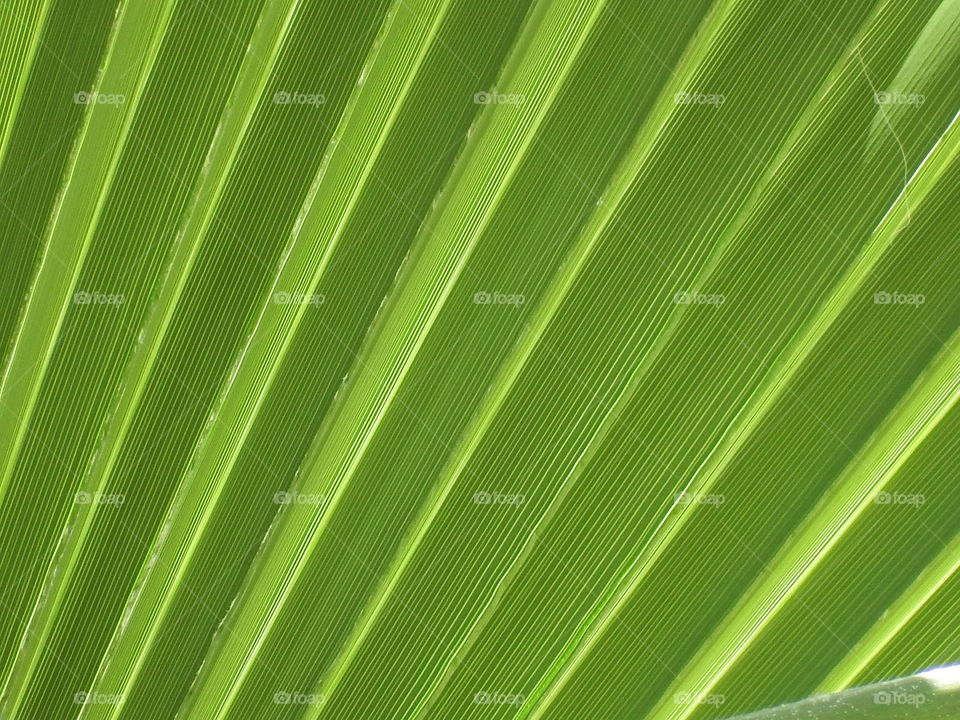 Close-up of green frond with beautiful lines.