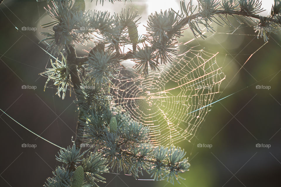 spiderweb on conifer