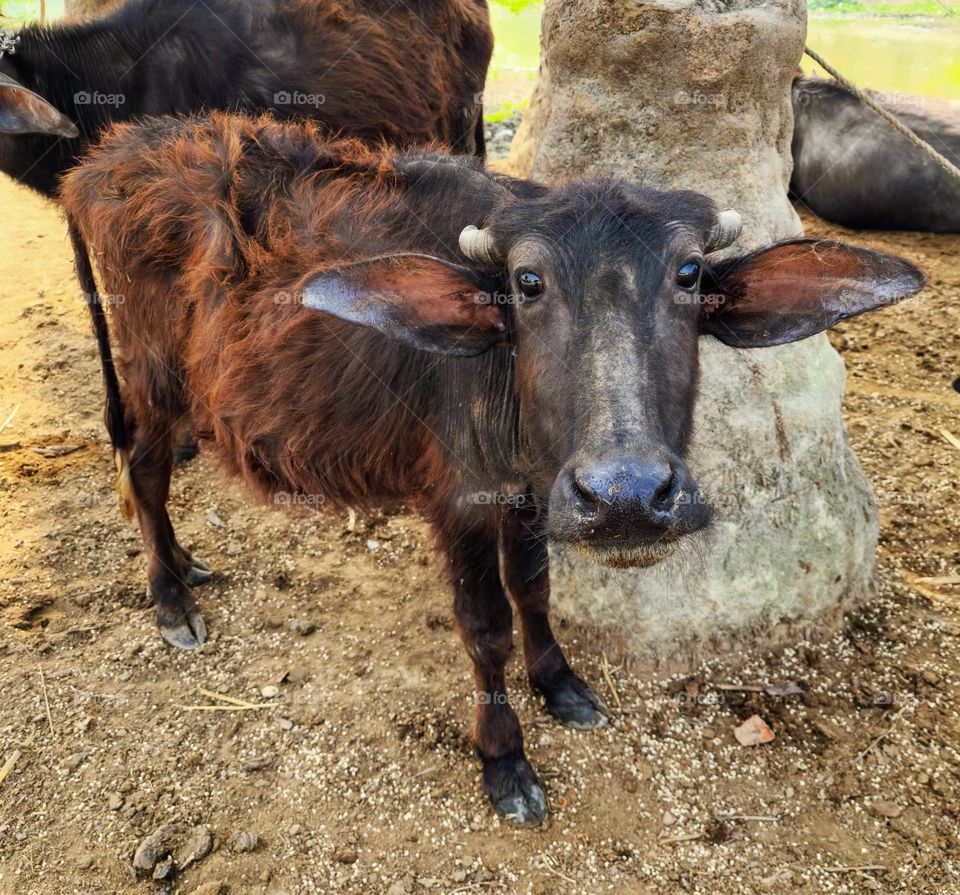 Baby Buffalo funny look posing for the photo with samsung s22 ultra