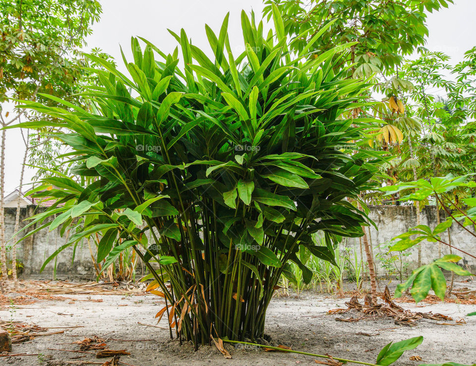 galangal plant healthy ingredient medical