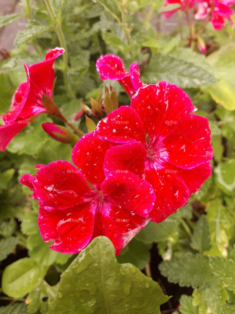 red geranium in the afternoon