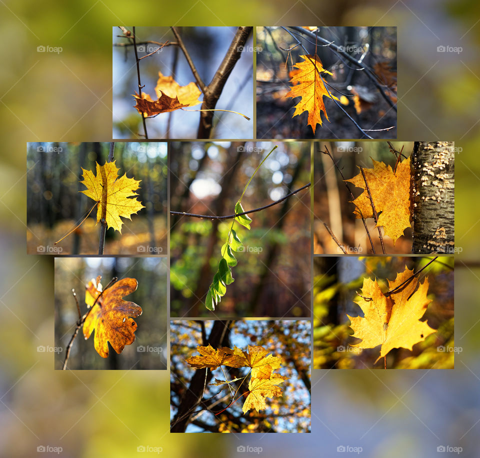 Autumn mood - Collage of 8 pictures with single leaves in autumn color, background blur, autumn colors - Location: Germany