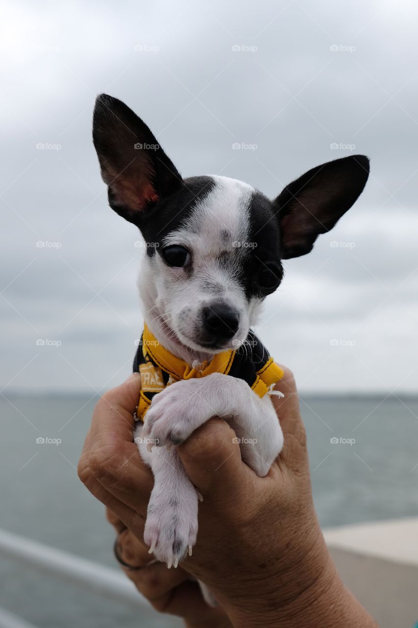 Black and white Chihuahua dog raised on hands with the sea in the background.