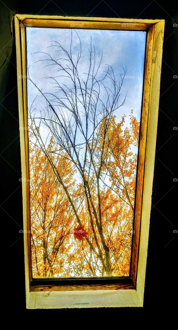 No Person, Fall, Leaf, Wood, Gold