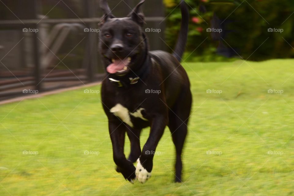 Big black dog running, American Staffordshire Terrier Mix