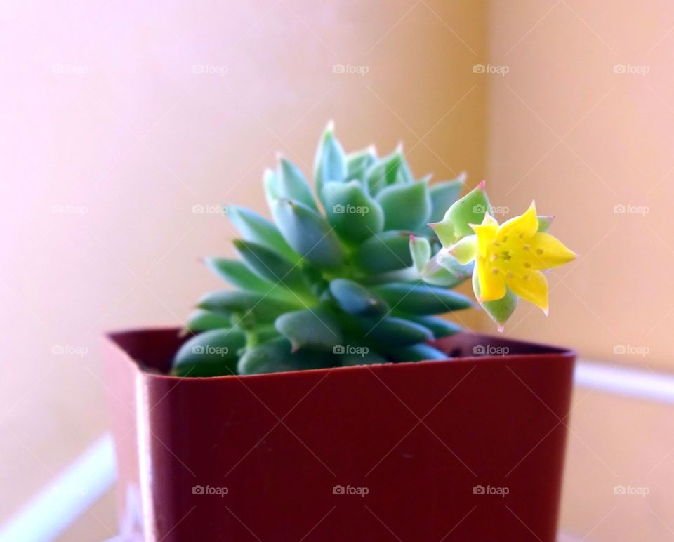 Succulents flowering