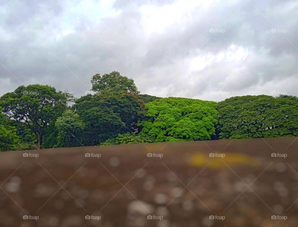 dark and light green colours of leafs depends upon the availability of sun light in forest