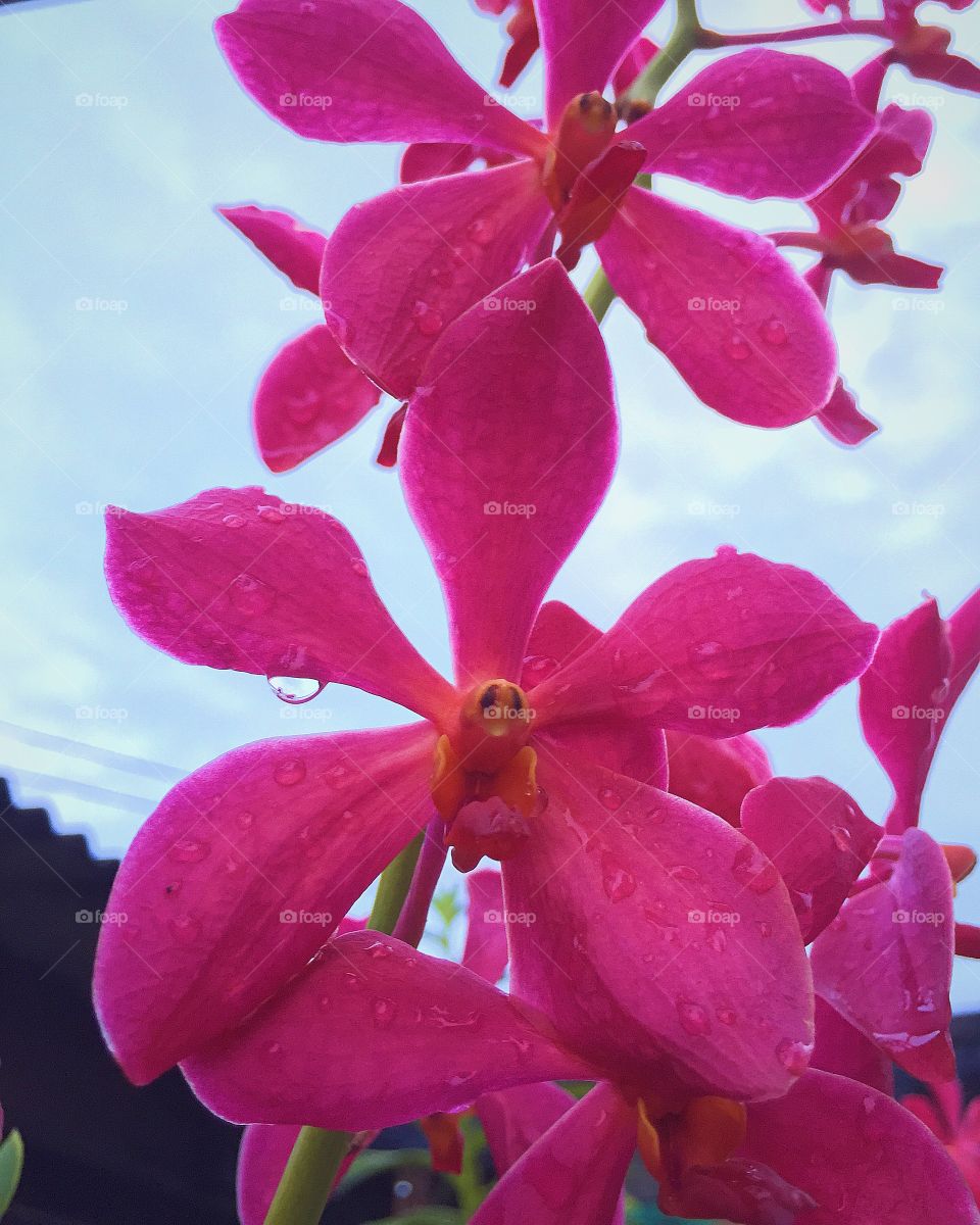Neighbor's . Orchid 