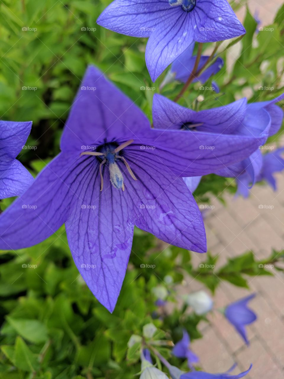 Purple Dew Flower