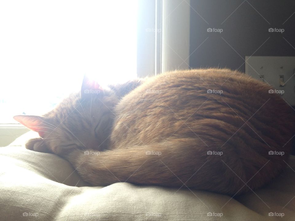 Sleeping in the window