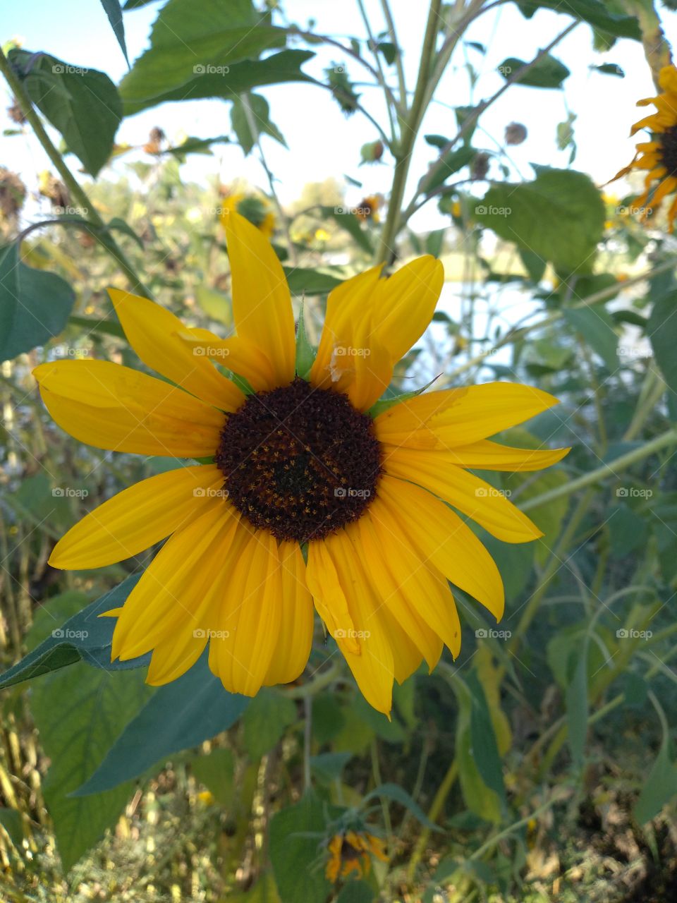 Sunflower in the Park