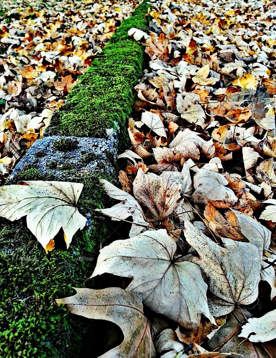 Autumn curb