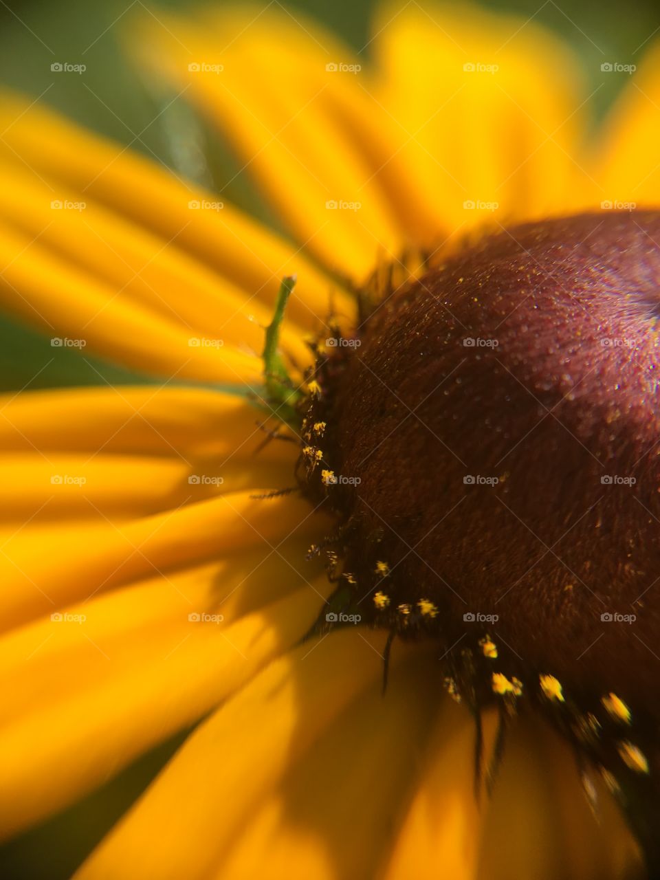 Black-eyed Susan closeup