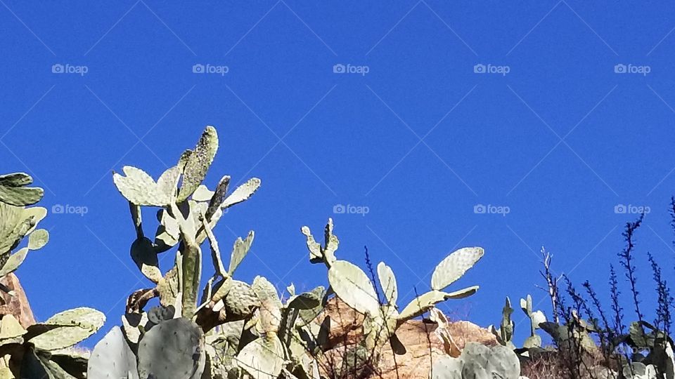 Cactus In The Sky
