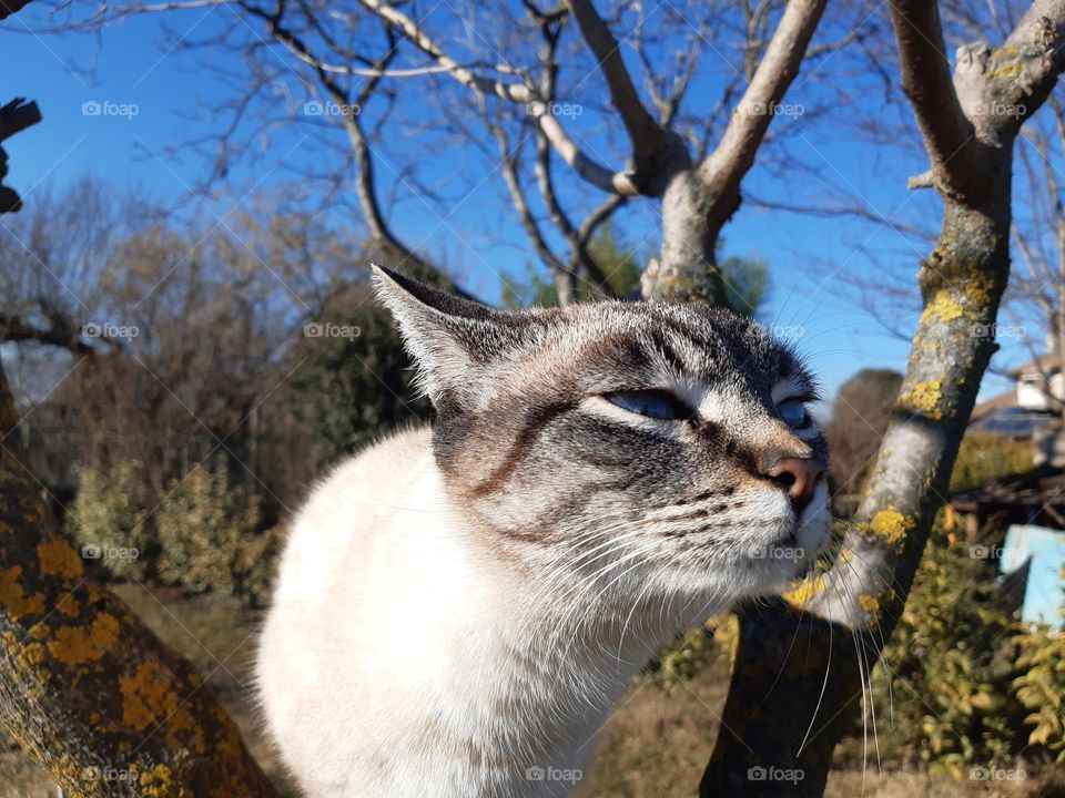 my cat on the tree in the garden