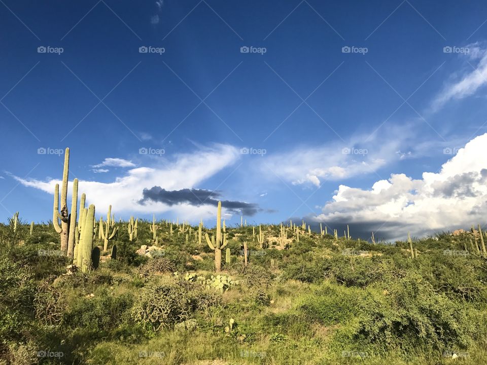 Nature - Arizona Landmarks