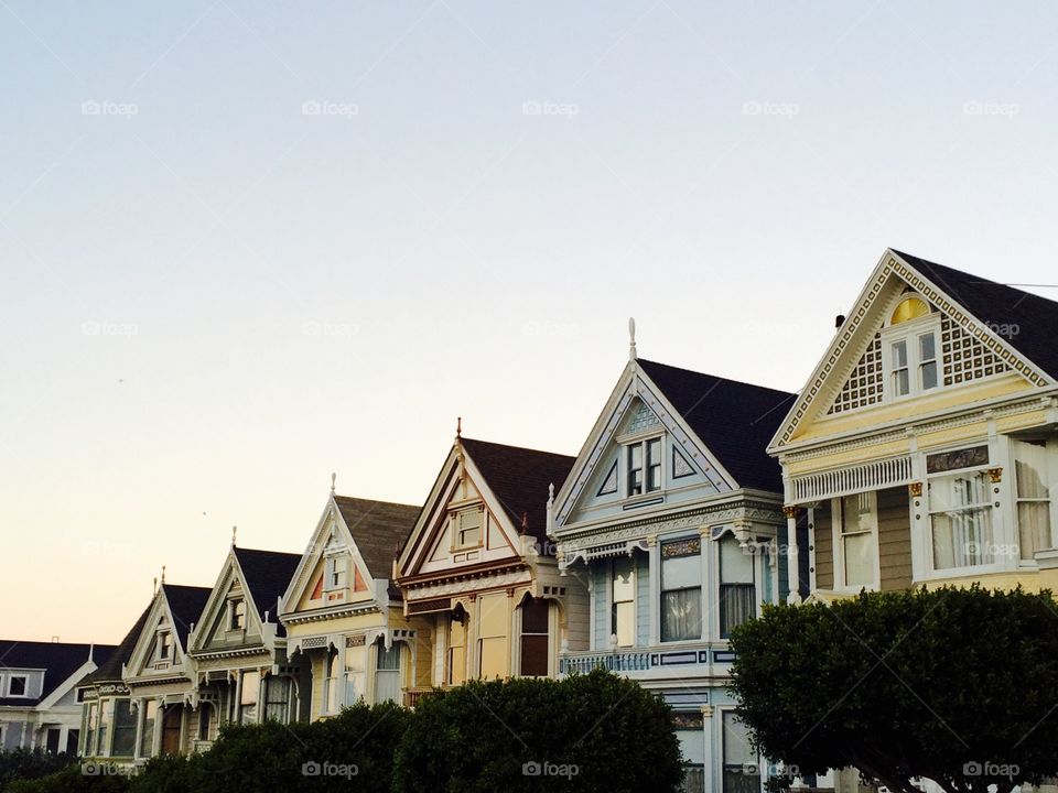 Painted Ladies