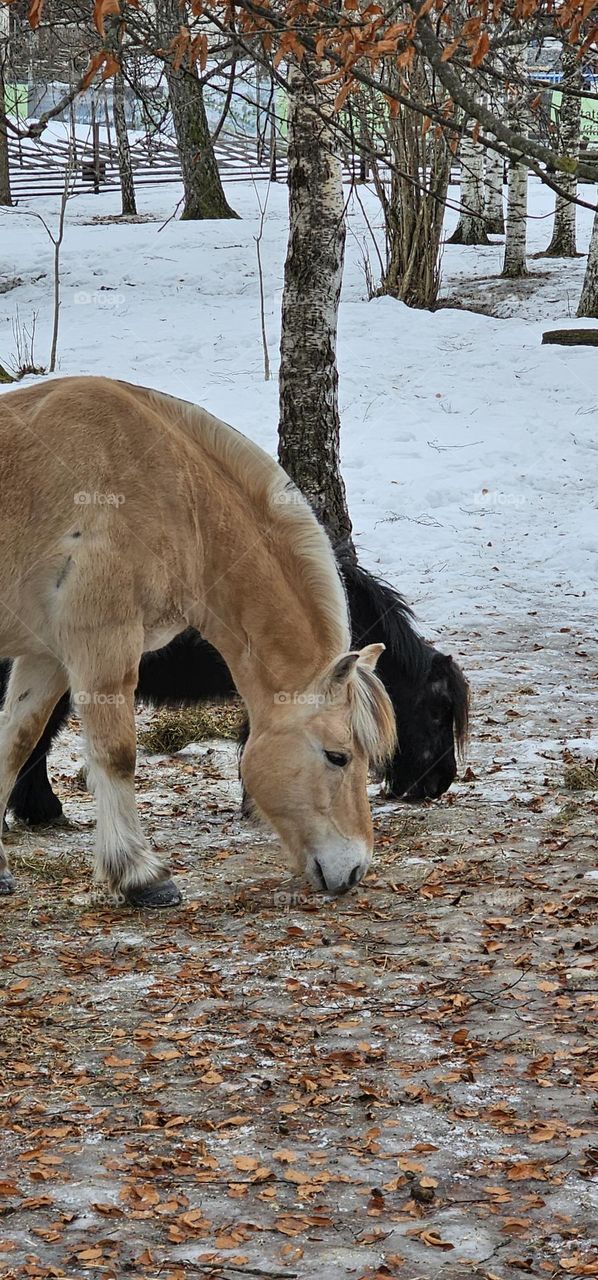 horses in Oslo