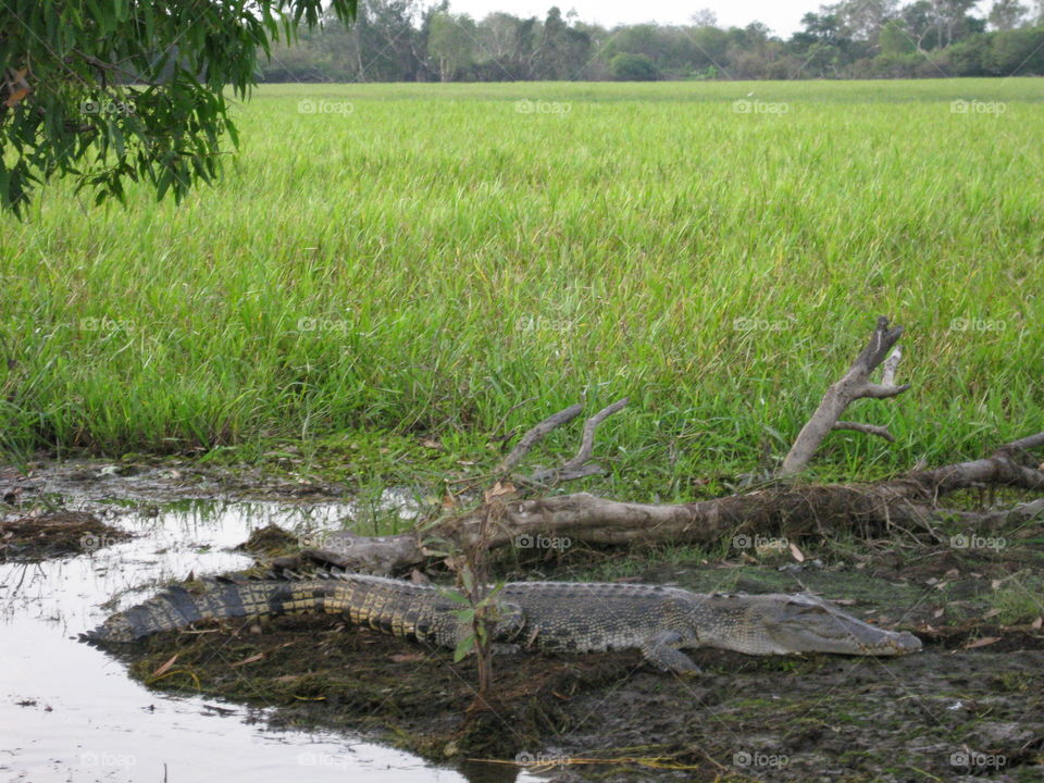 Aussie croc