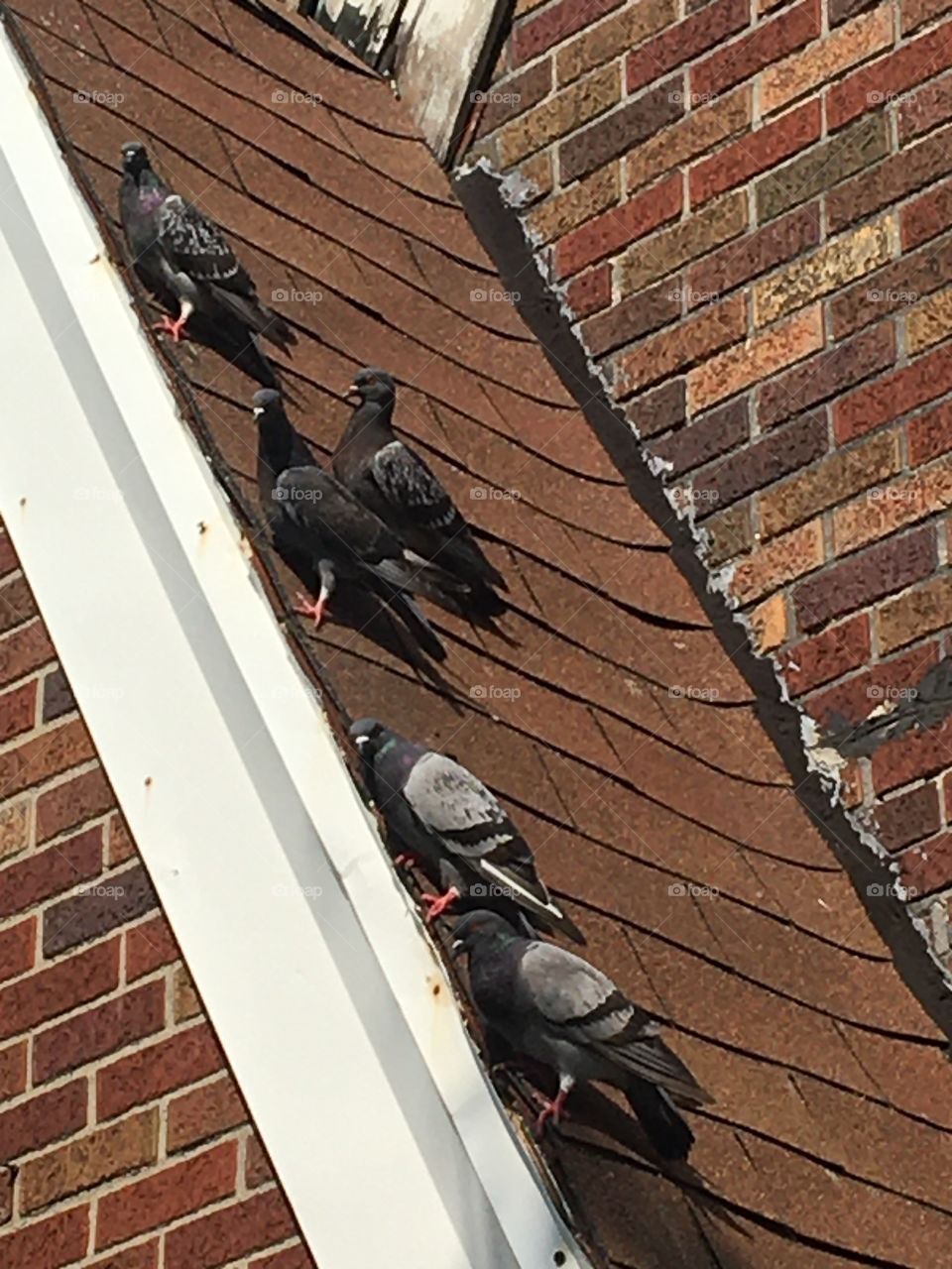 Five pigeons clinging to slanted shingled roof 