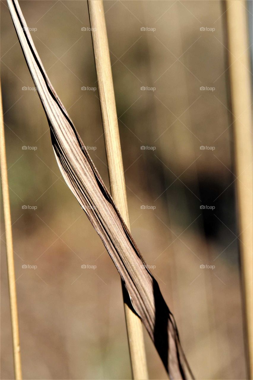 close-up of grass stems drying in the sun.