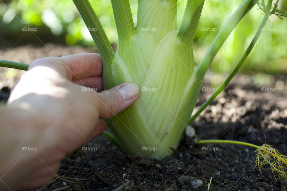 Woman picking celery from field