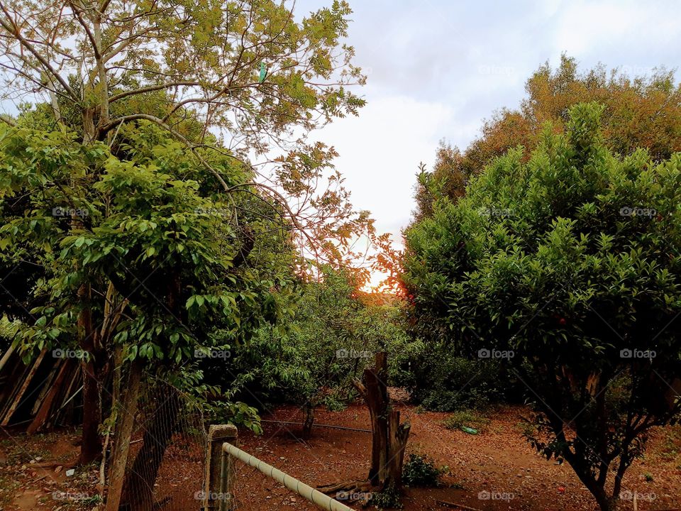 sunset between trees