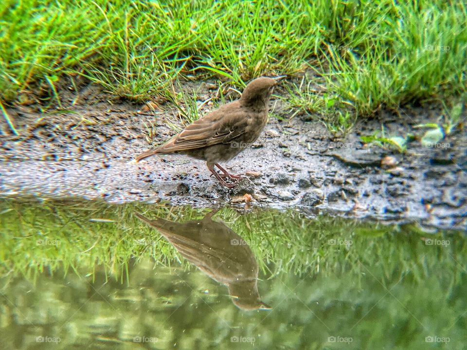 Reflection of lovely sparrow standing and looking up. Sparrow’s mirroring in the water with green grass. 