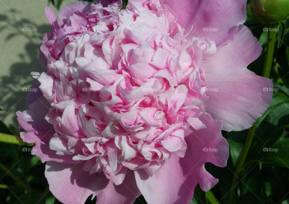 Peony