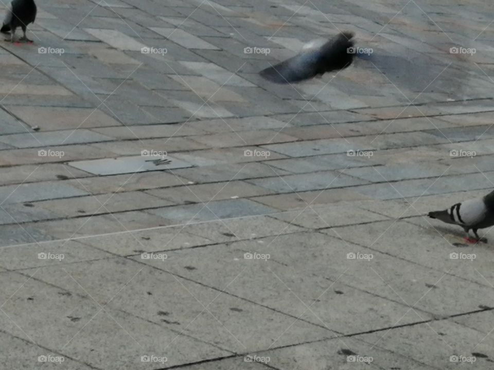 Pidgeon air