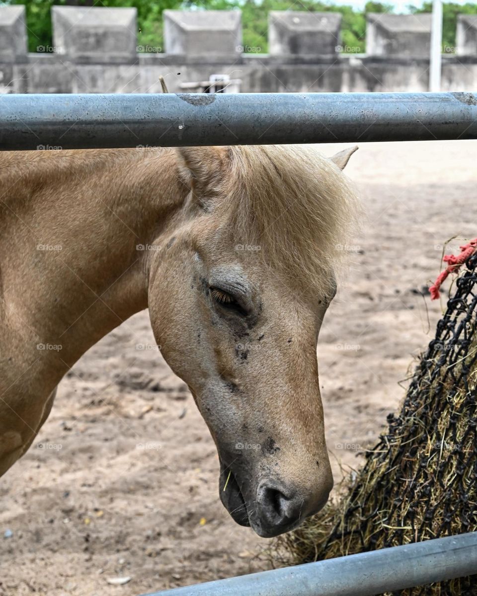 caballo