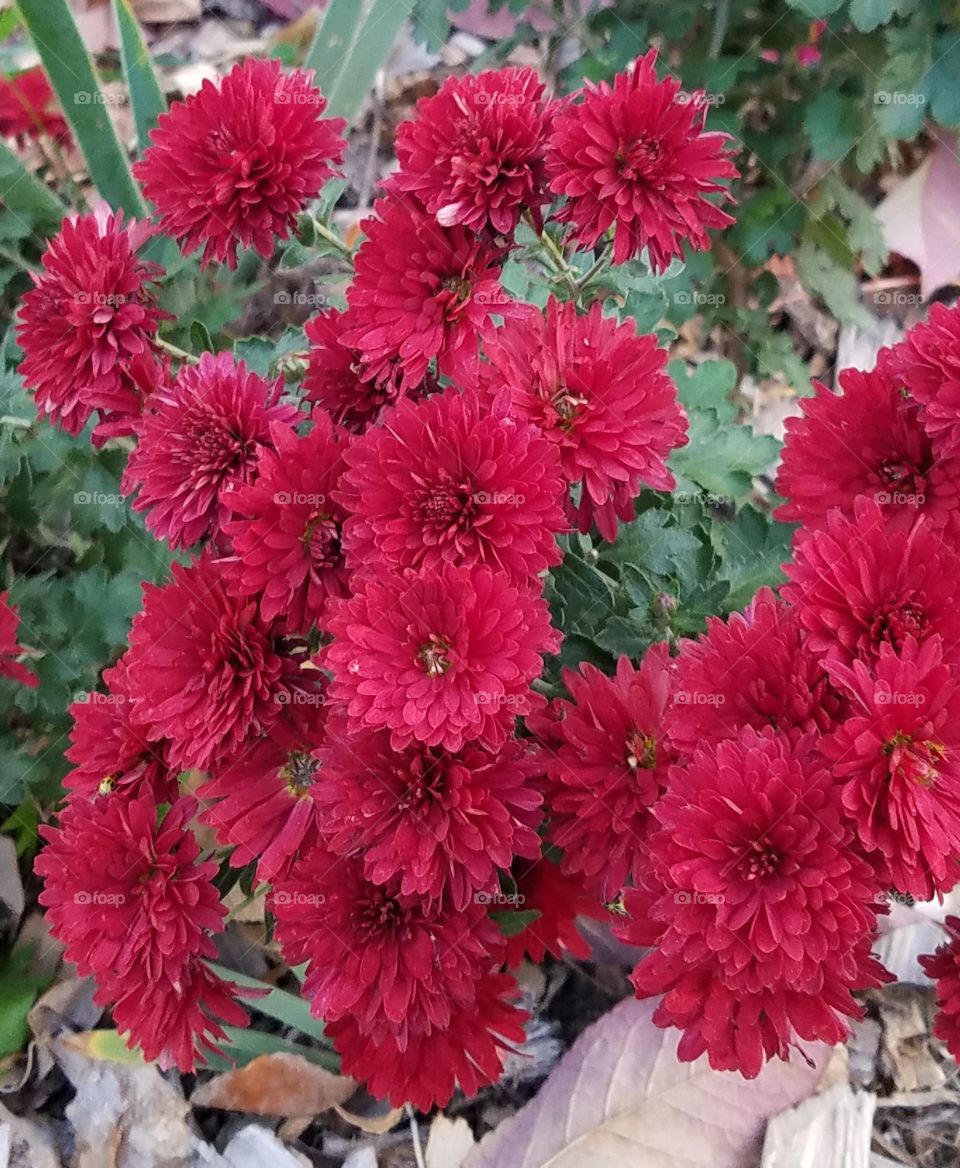 Beautiful Red flowers