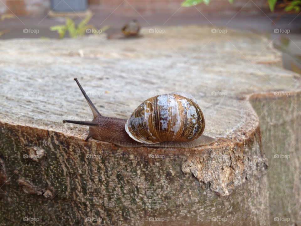 nature life snail blur by laconic