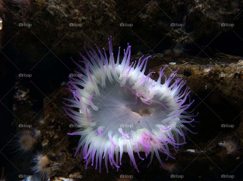 sea life animals anemone by pegprice