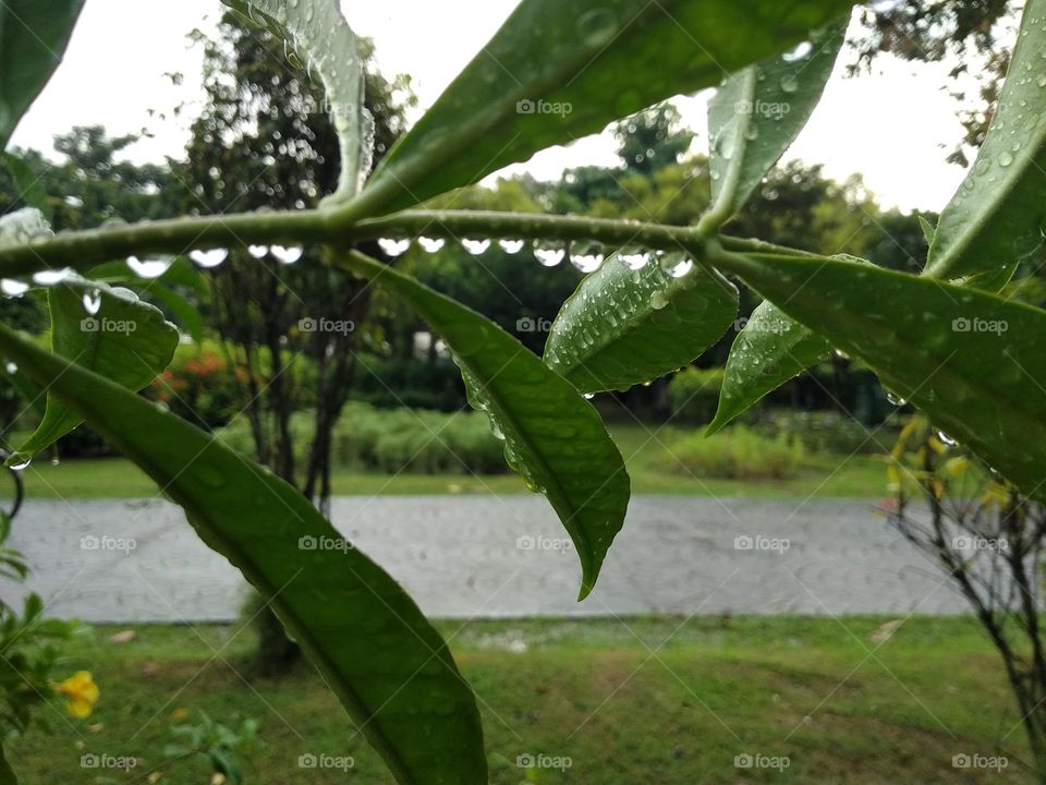 green leaf and water drops