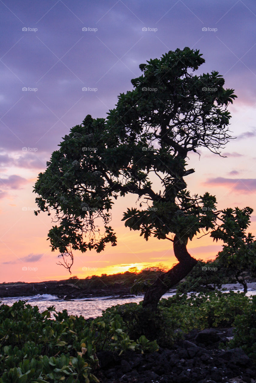 Tree outlined by the sunset at the Old Kona Airport park in Kona, Hawaii