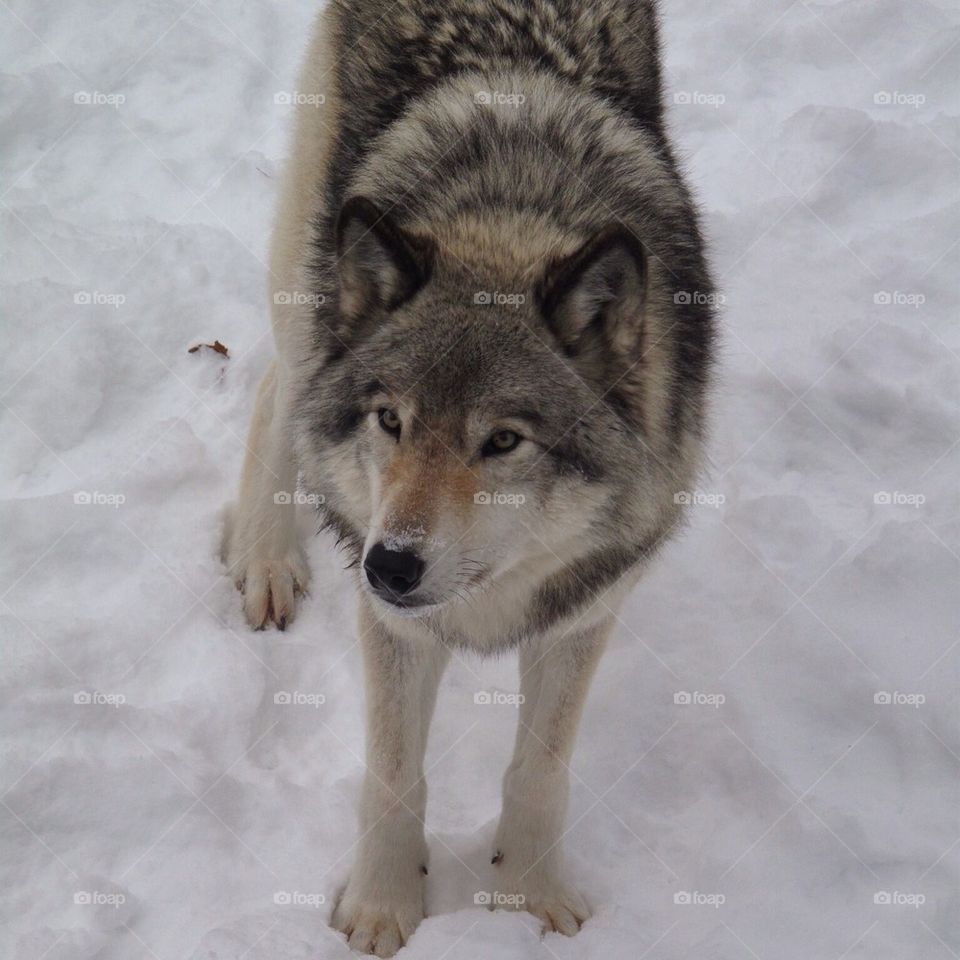 Snow Wolf