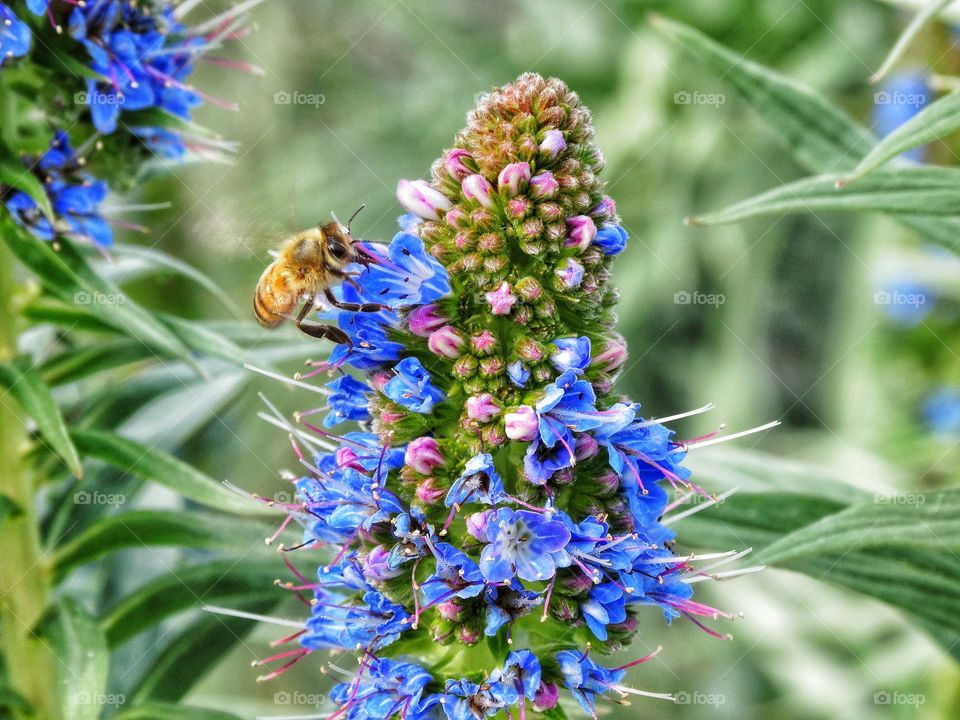 Honeybee At Work