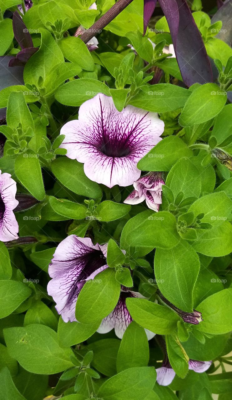 white petunias with dark purple centers