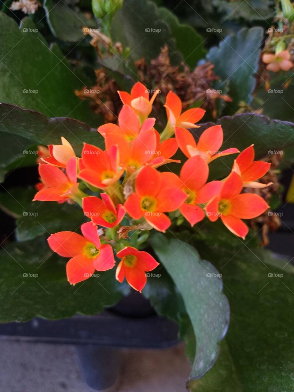 Tiny orange flowers