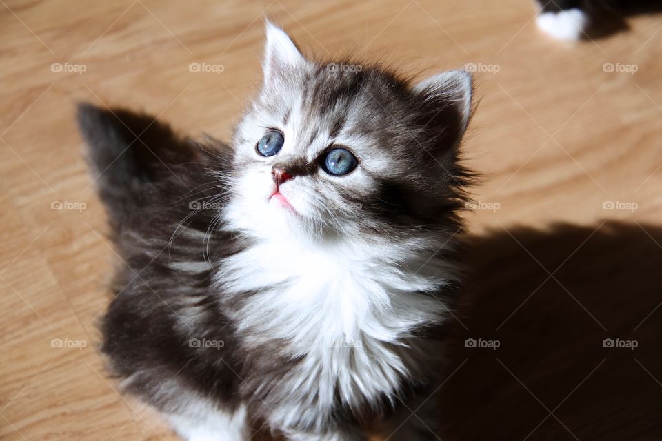 kitten with big blue eyes