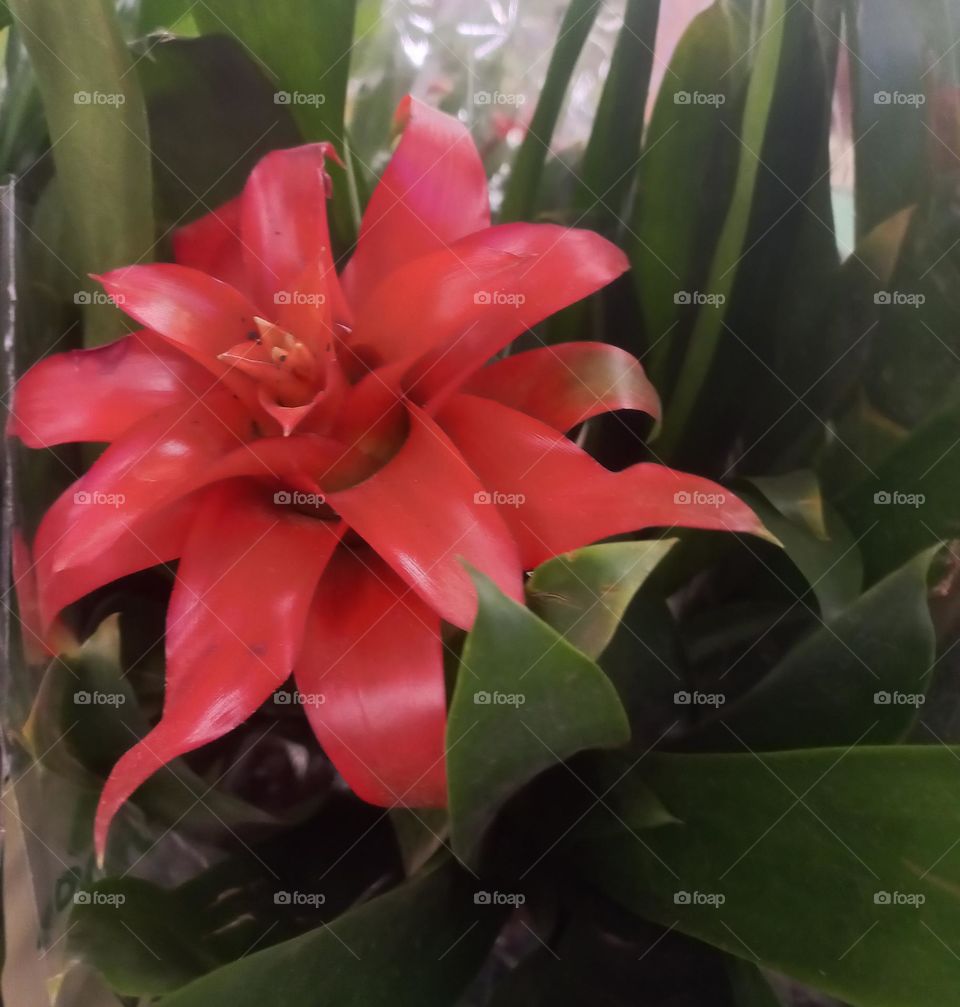 Bromélia Guzmânia  Vermelha. Herbácea,  perene, epifíta. Espécie muito utilizada para ornamentação  de  ambientes. A Bromélia é  uma flor muito bonita, que representa admiração, inspiração,  além de excentricidade e resistência.