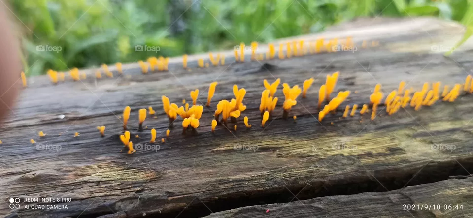 Nature Beauty#3