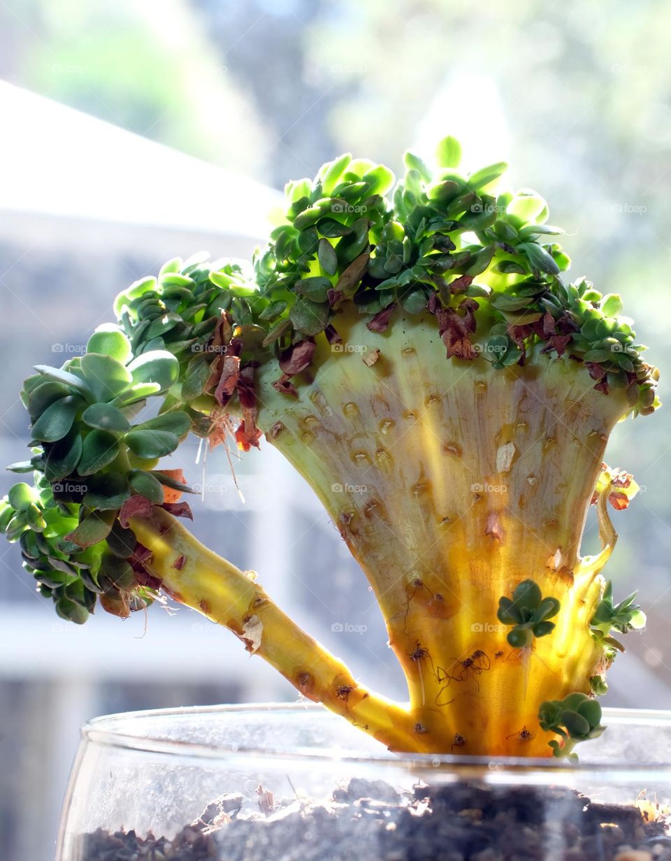 Red flecked succulent