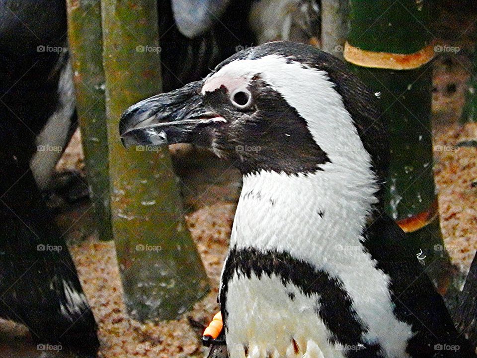 Pinguin at the zoo