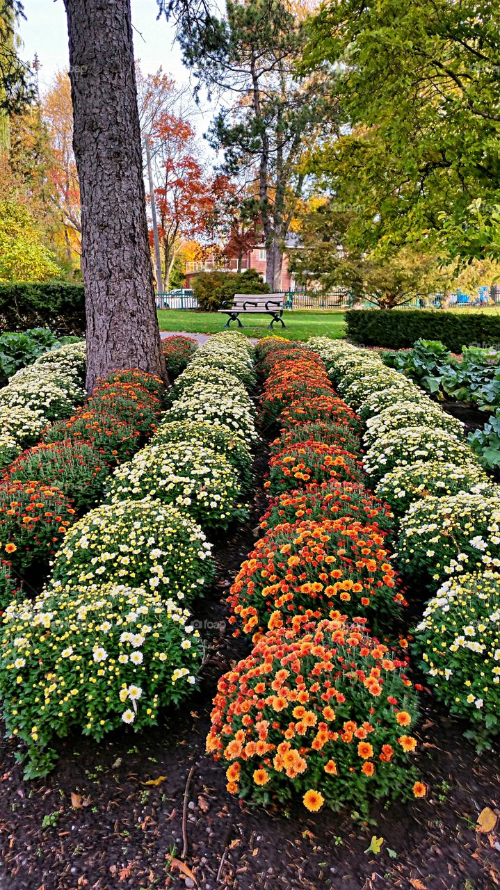 Fall  Chrysanthemums. Botanical garden display of Fall Chrysanthemums